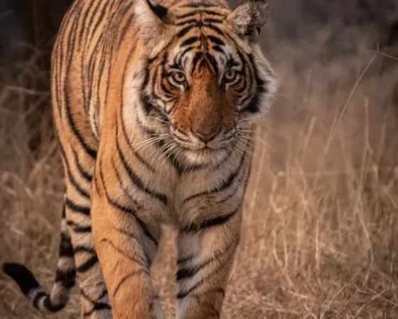 Jungle Safari